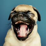 Read more about the article The Extroversion Revolution: Surgically Transforming Introverts into Society’s Ideal Citizens